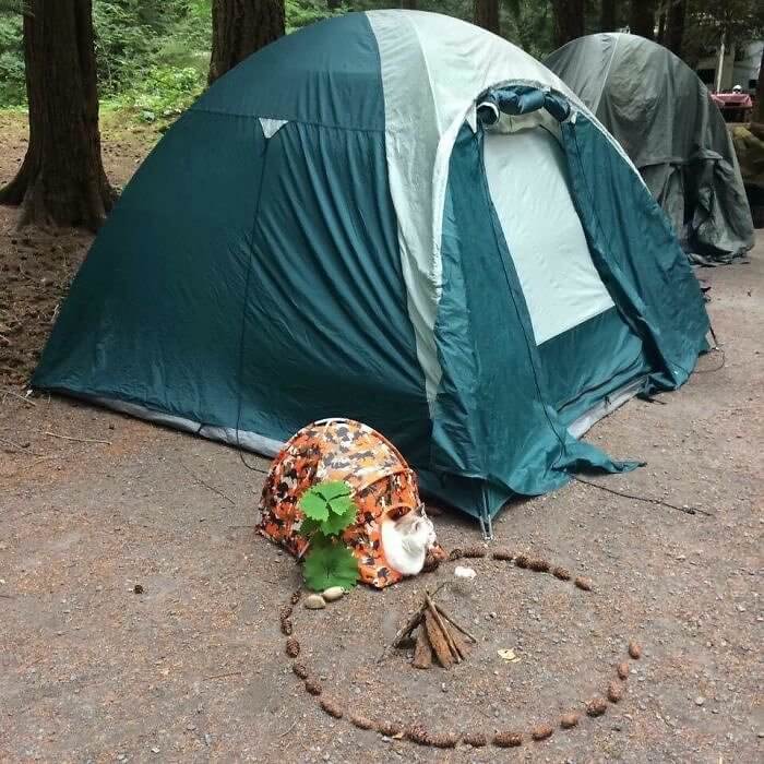 Cats Like Camping, Too