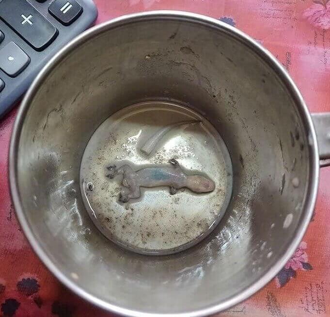 He Unknowingly Drank an Entire Cup of Morning Lizard Tea