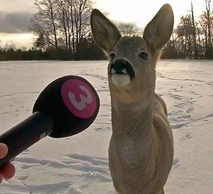 This Deer Has Seen Some Stuff