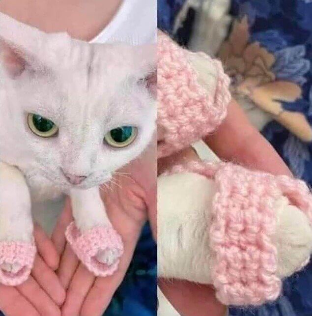Fuzzy Slippers for Fuzzy Paws