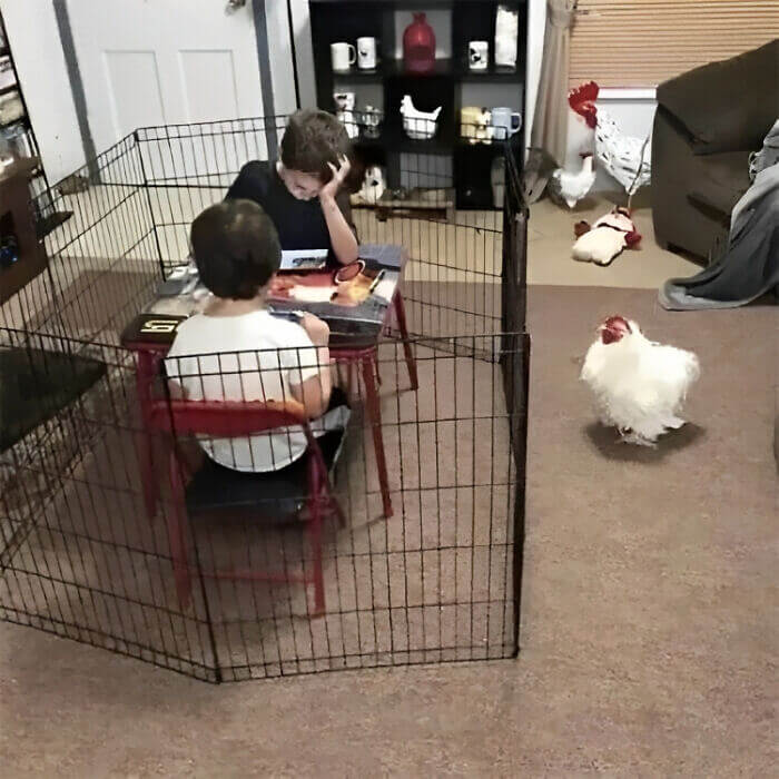 When Your Babysitter Is Literally a Chicken