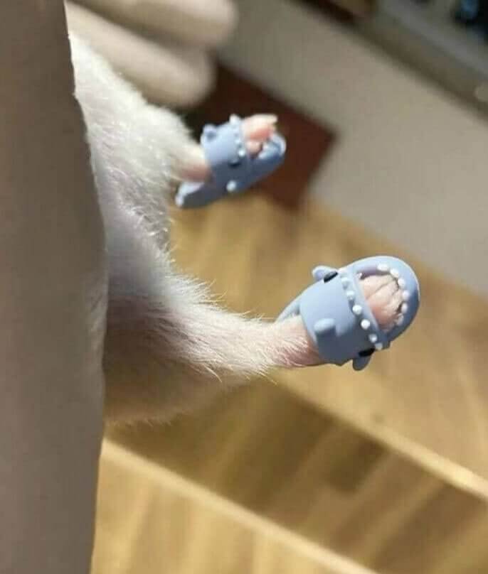 The World's Tiniest Slippers for Your Hamster