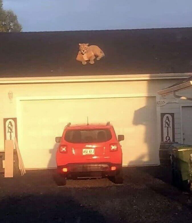 Well, They Won't Be Leaving Their House Anytime Soon