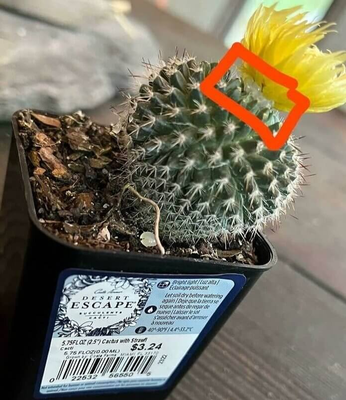 Flowering Cactus? Nah. Gluing a Flower Onto a Cactus? Oh, Yeah